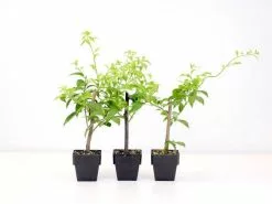 Bougainvillea Pink Robe - 85mm