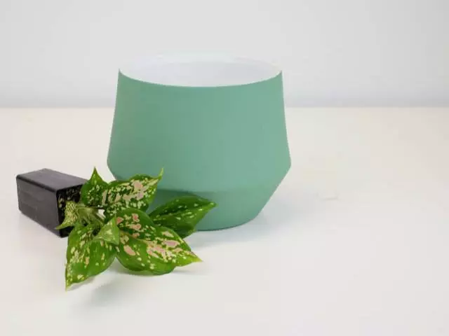 Aglaonema -Red Valentine 7 Aglaonema -Red Valentine - Image 5