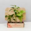 Low Light Indoor Plant Pack - Larger Size 2 Low Light Indoor Plant Pack - Larger Size -Plants in a Box Sales Shop DarkMattersLowLightIndoorPlantPack85mm