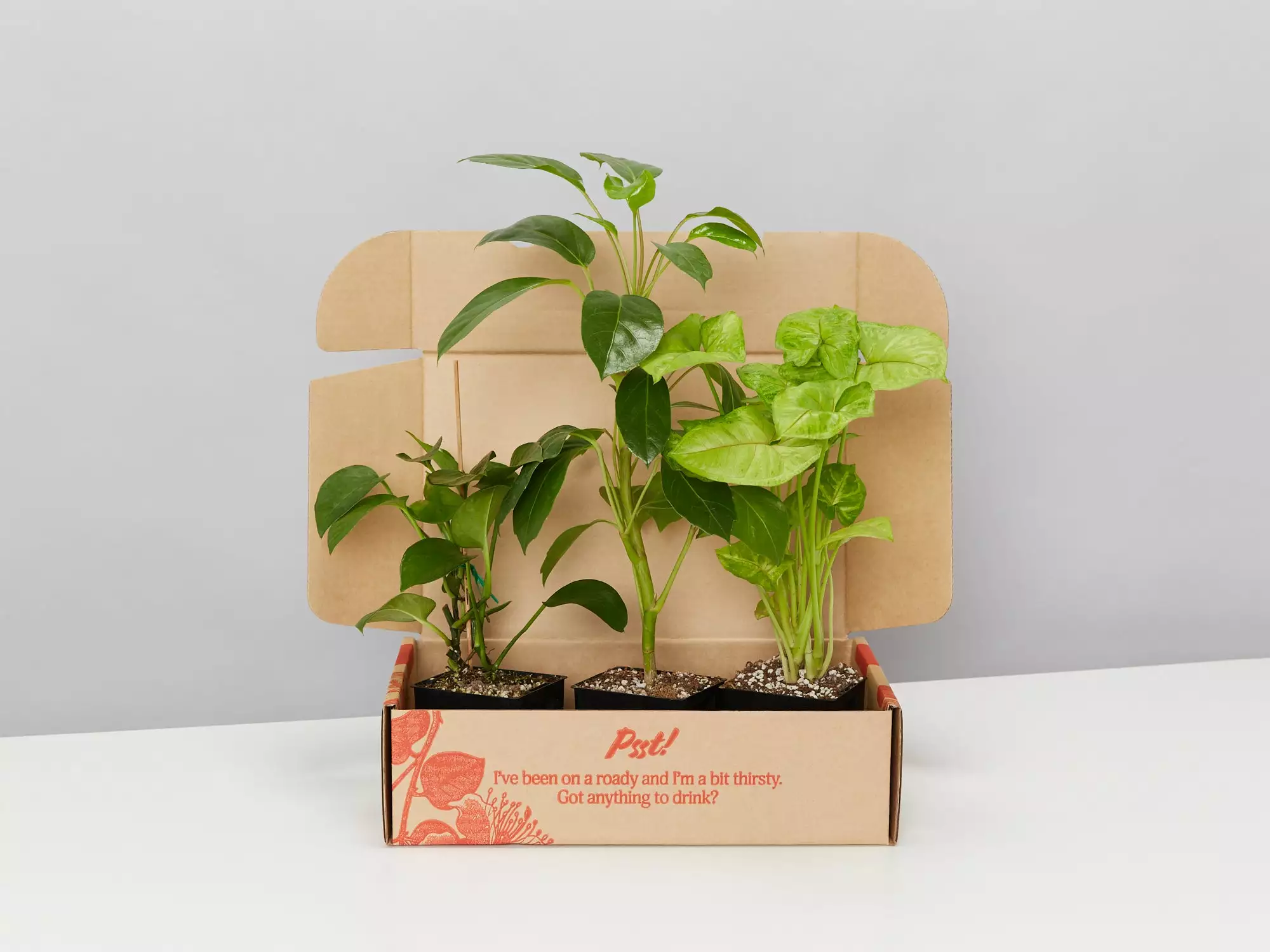 Low Light Indoor Plant Pack - Larger Size 3 Low Light Indoor Plant Pack - Larger Size