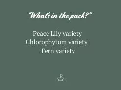 Low Light Indoor Plant Pack - Larger Size 12 Low Light Indoor Plant Pack - Larger Size -Plants in a Box Sales Shop Darkmatters85mm 3