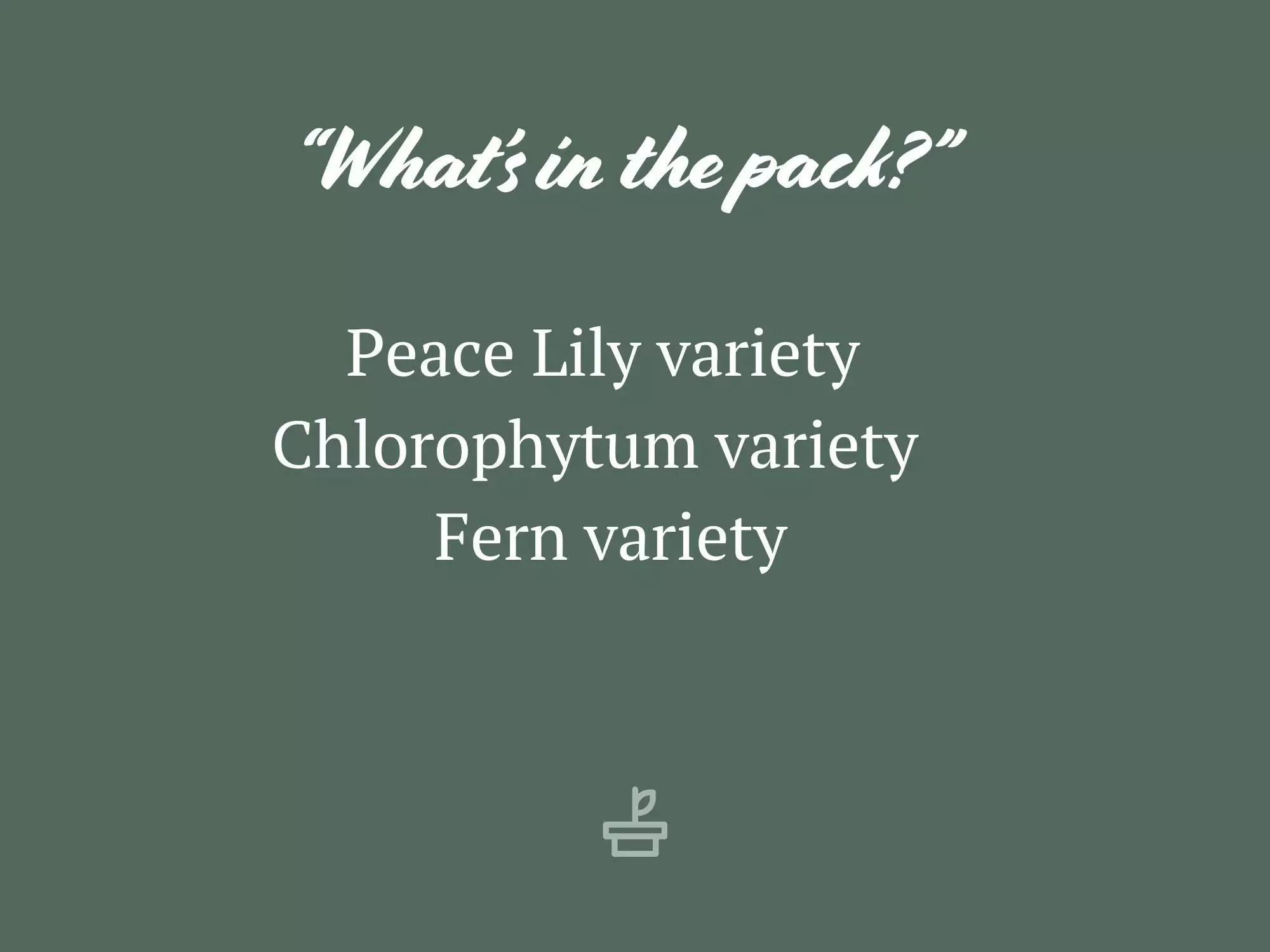 Low Light Indoor Plant Pack - Larger Size 7 Low Light Indoor Plant Pack - Larger Size - Image 5