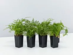 White Rabbits Foot Fern