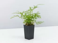 White Rabbits Foot Fern -Plants in a Box Sales Shop DavalliaFejeenis single b07a233c 2991 496c 9236 a1a65e392330