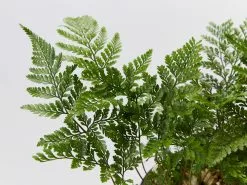 White Rabbits Foot Fern - Pot + Plant + Soil -Plants in a Box Sales Shop DavalliaFijeenisRabbitsFootFernBlackPot detail