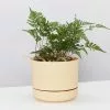 White Rabbits Foot Fern - Pot + Plant + Soil