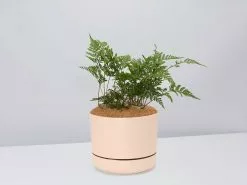 Fern Gift Box - Pot + Plant + Soil 25 Fern Gift Box - Pot + Plant + Soil -Plants in a Box Sales Shop DavalliaFijeenisRabbitsFootFern ApricotPot ee7d65d1 4e05 4df1 bd04 cad1b9dcc224