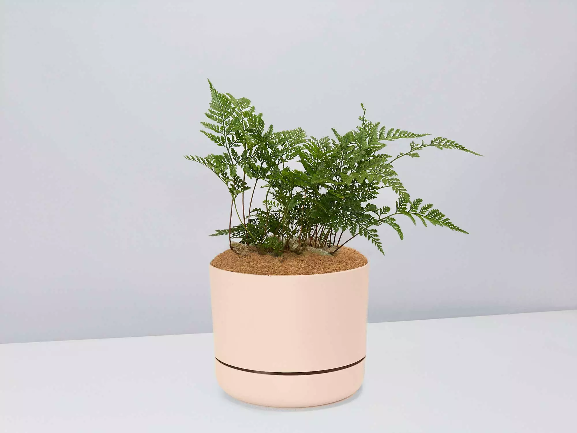 Fern Gift Box - Pot + Plant + Soil 7 Fern Gift Box - Pot + Plant + Soil - Image 5