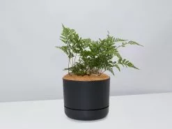 White Rabbits Foot Fern - Pot + Plant + Soil -Plants in a Box Sales Shop DavalliaFijeenisRabbitsFootFern BlackPot