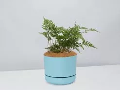 White Rabbits Foot Fern - Pot + Plant + Soil -Plants in a Box Sales Shop DavalliaFijeenisRabbitsFootFern BluePot