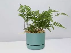 White Rabbits Foot Fern - Pot + Plant + Soil -Plants in a Box Sales Shop DavalliaFijeenisRabbitsFootFern CbGreenPot
