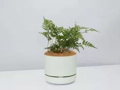 White Rabbits Foot Fern - Pot + Plant + Soil -Plants in a Box Sales Shop DavalliaFijeenisRabbitsFootFern FogPot