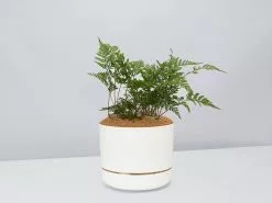 White Rabbits Foot Fern - Pot + Plant + Soil -Plants in a Box Sales Shop DavalliaFijeenisRabbitsFootFern LinenPot