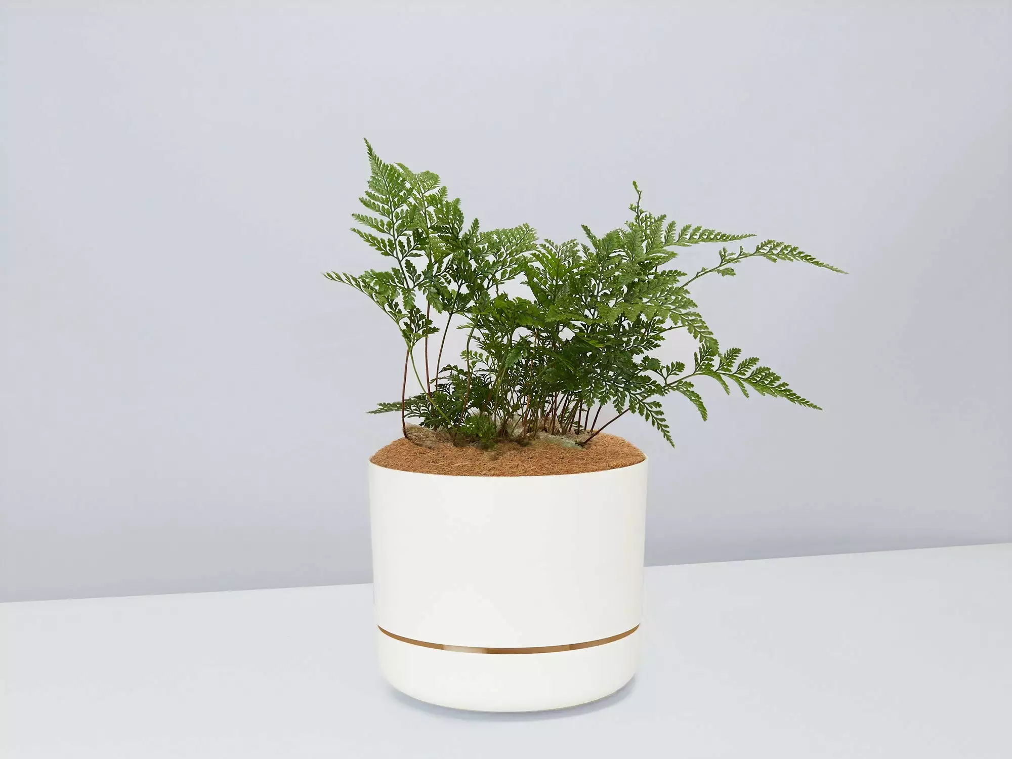 Fern Gift Box - White Pot 3 Fern Gift Box - White Pot