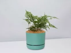 White Rabbits Foot Fern - Pot + Plant + Soil -Plants in a Box Sales Shop DavalliaFijeenisRabbitsFootFern MossPot