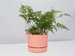 White Rabbits Foot Fern - Pot + Plant + Soil -Plants in a Box Sales Shop DavalliaFijeenisRabbitsFootFern PersimmonPot