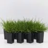 Deschampsia Cespitosa -Plants in a Box Sales Shop DeschampsiaCaespitosa 8plants 686eb16d 7170 41c1 9f43 973531fb4410