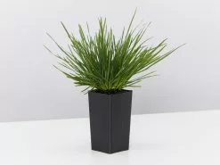 Deschampsia Cespitosa -Plants in a Box Sales Shop DeschampsiaCaespitosa single 41513480 e031 4bf7 a077 06487e5beadc