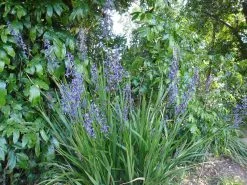 The Edible Plant Box -Plants in a Box Sales Shop Dianella caerulea flower habit