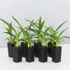 Dianella Emerald Fountain -Plants in a Box Sales Shop DianellaEmeraldFountain 8 plants 0c53ce7f af01 4440 8a42 24c5a7973509