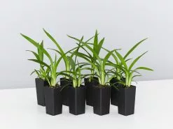 Dianella Emerald Fountain