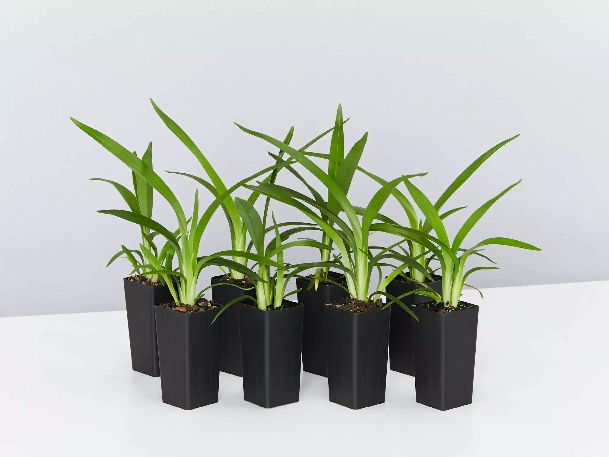 Dianella Emerald Fountain 3 Dianella Emerald Fountain