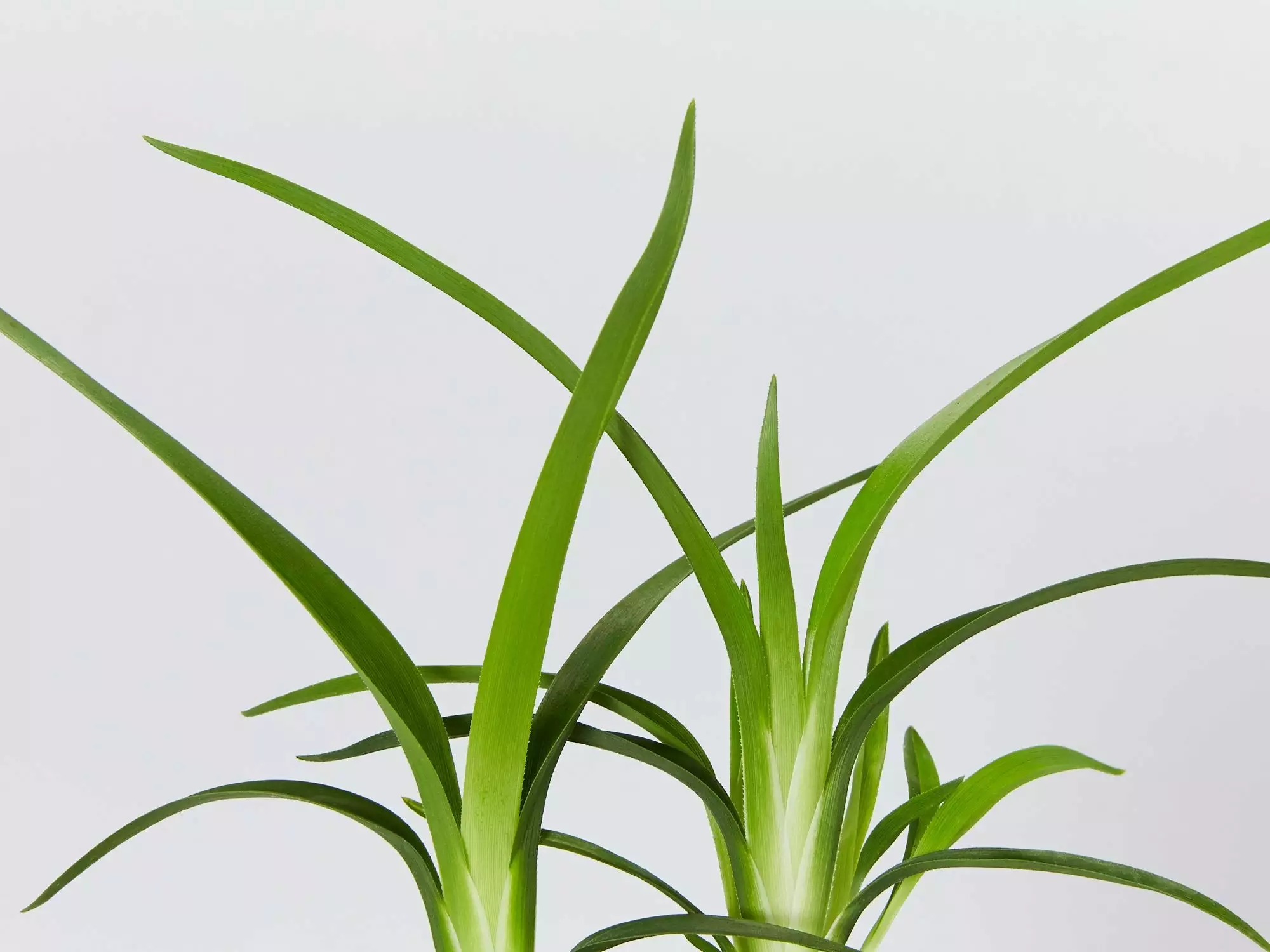 Dianella Emerald Fountain 4 Dianella Emerald Fountain - Image 2