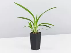 Dianella Emerald Fountain 10 Dianella Emerald Fountain -Plants in a Box Sales Shop DianellaEmeraldFountain single 93c619c6 ca66 4a4a a4d6 a68f9d721082