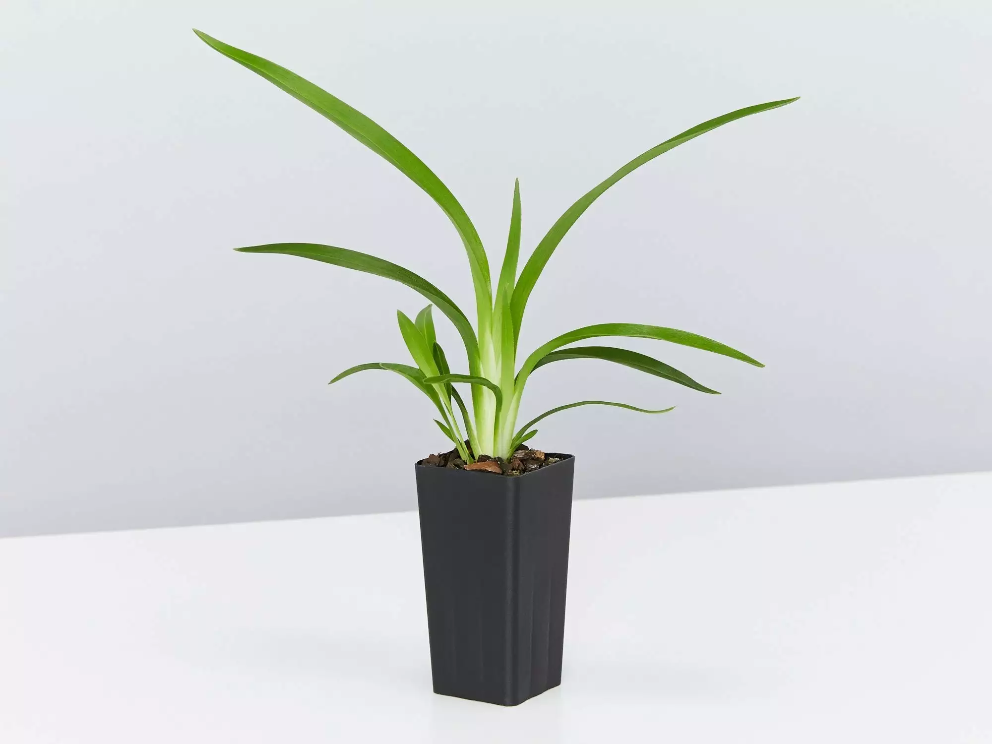 Dianella Emerald Fountain 6 Dianella Emerald Fountain - Image 4