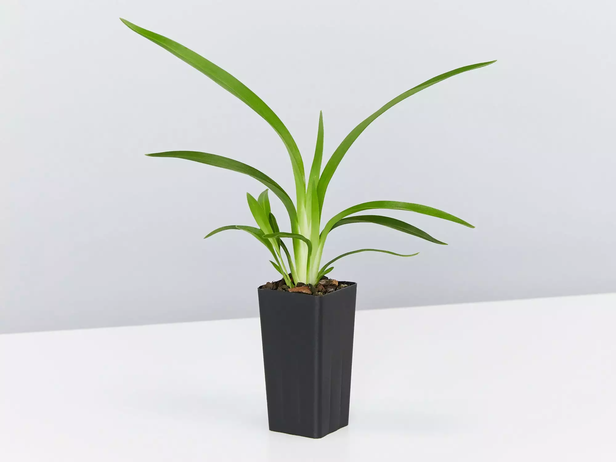 Australian Native Rainforest Mixed Pack 4 Australian Native Rainforest Mixed Pack - Image 2