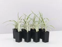 Dianella 'Silver Streak' Variegated