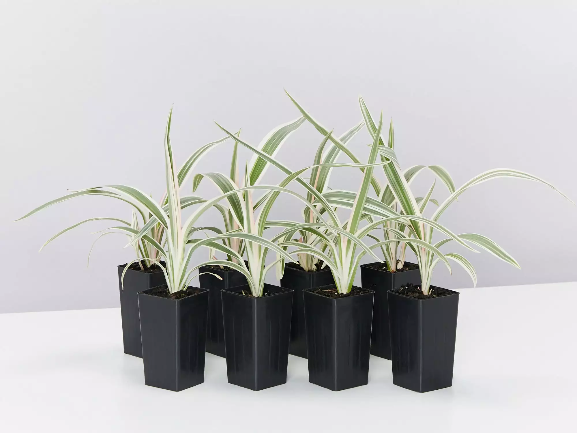 Dianella Variegata 3 Dianella Variegata