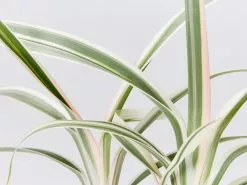 Dianella 'Silver Streak' Variegated -Plants in a Box Sales Shop DianellaSilverStreakVariegated detail 5b13b95e dadd 48d2 8018 ca8b782f1488