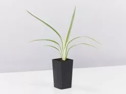 Dianella 'Silver Streak' Variegated -Plants in a Box Sales Shop DianellaSilverStreakVariegated single 37e12038 8af1 458f 92ac 1ed9e8221234