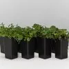 Dichondra Repens 1 Dichondra Repens -Plants in a Box Sales Shop DichondraRepens 8plants d6fa44b5 1ea7 4a87 a9bb 7cad21bf451f