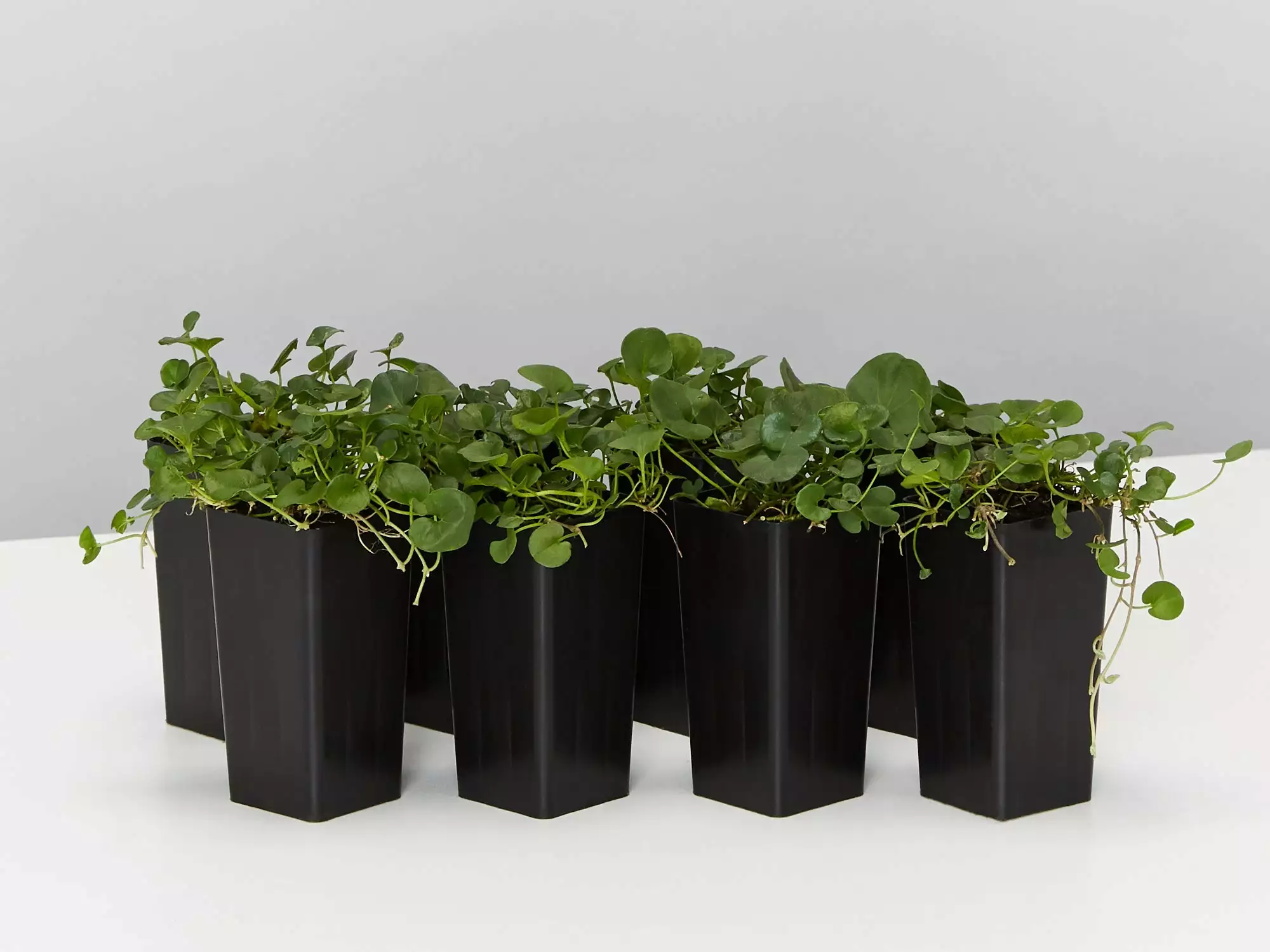 Dichondra Repens 3 Dichondra Repens