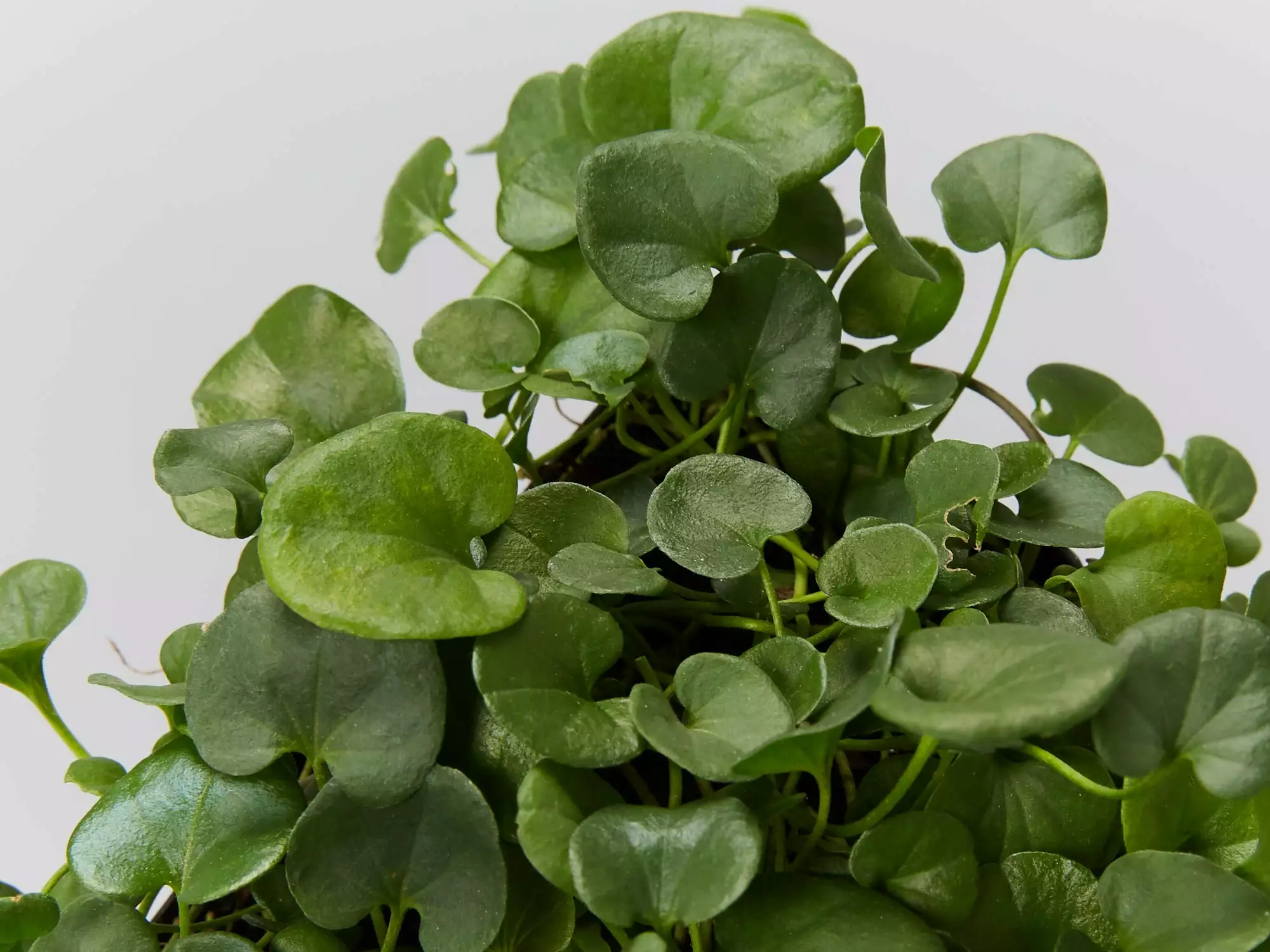 Dichondra Repens 4 Dichondra Repens - Image 2