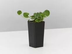 Dichondra Repens 10 Dichondra Repens -Plants in a Box Sales Shop DichondraRepens single 2bd5e011 9570 4371 baea c7549e3c9d5e