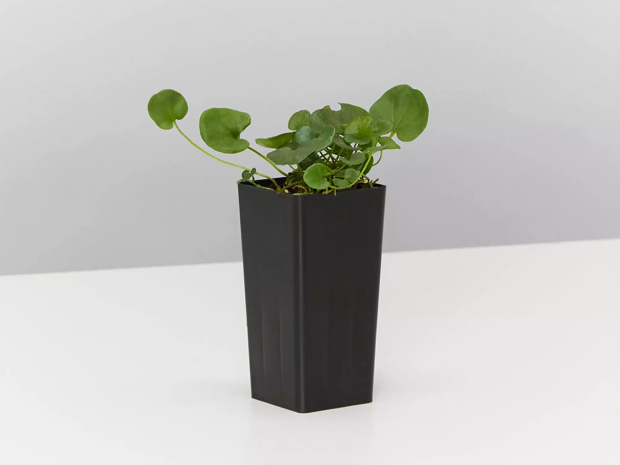 Dichondra Repens 6 Dichondra Repens - Image 4