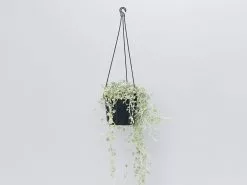 Dichondra Silver Falls 22 Dichondra Silver Falls -Plants in a Box Sales Shop DichondraSilverFalls single Hanging 606b36e4 ae12 49b6 a3cc 0deae7f73ffb