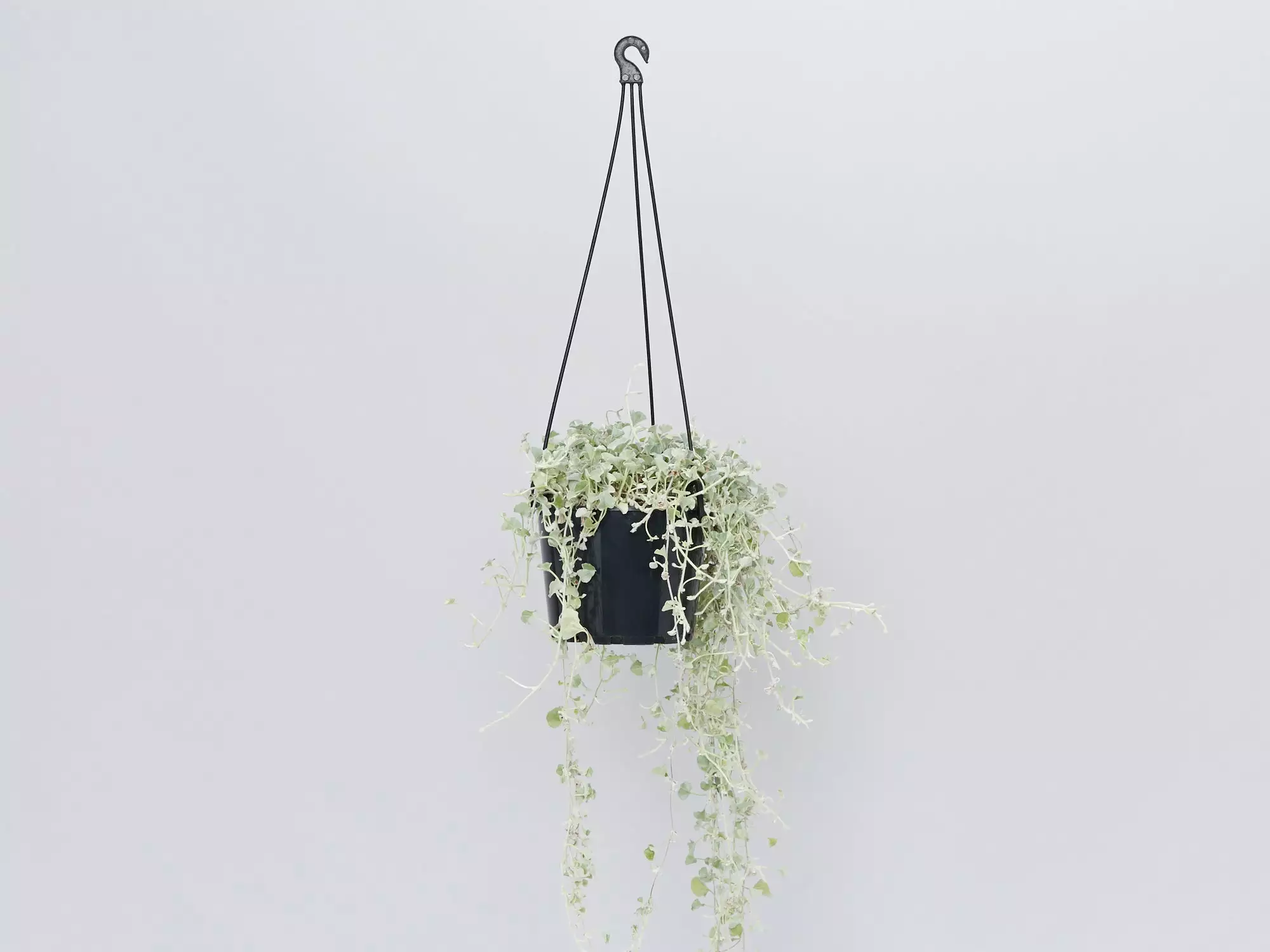 Dichondra Silver Falls 12 Dichondra Silver Falls - Image 10