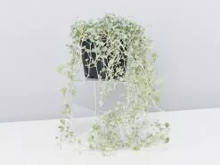 Dichondra Silver Falls 18 Dichondra Silver Falls -Plants in a Box Sales Shop DichondraSilverFalls withouthanger 2