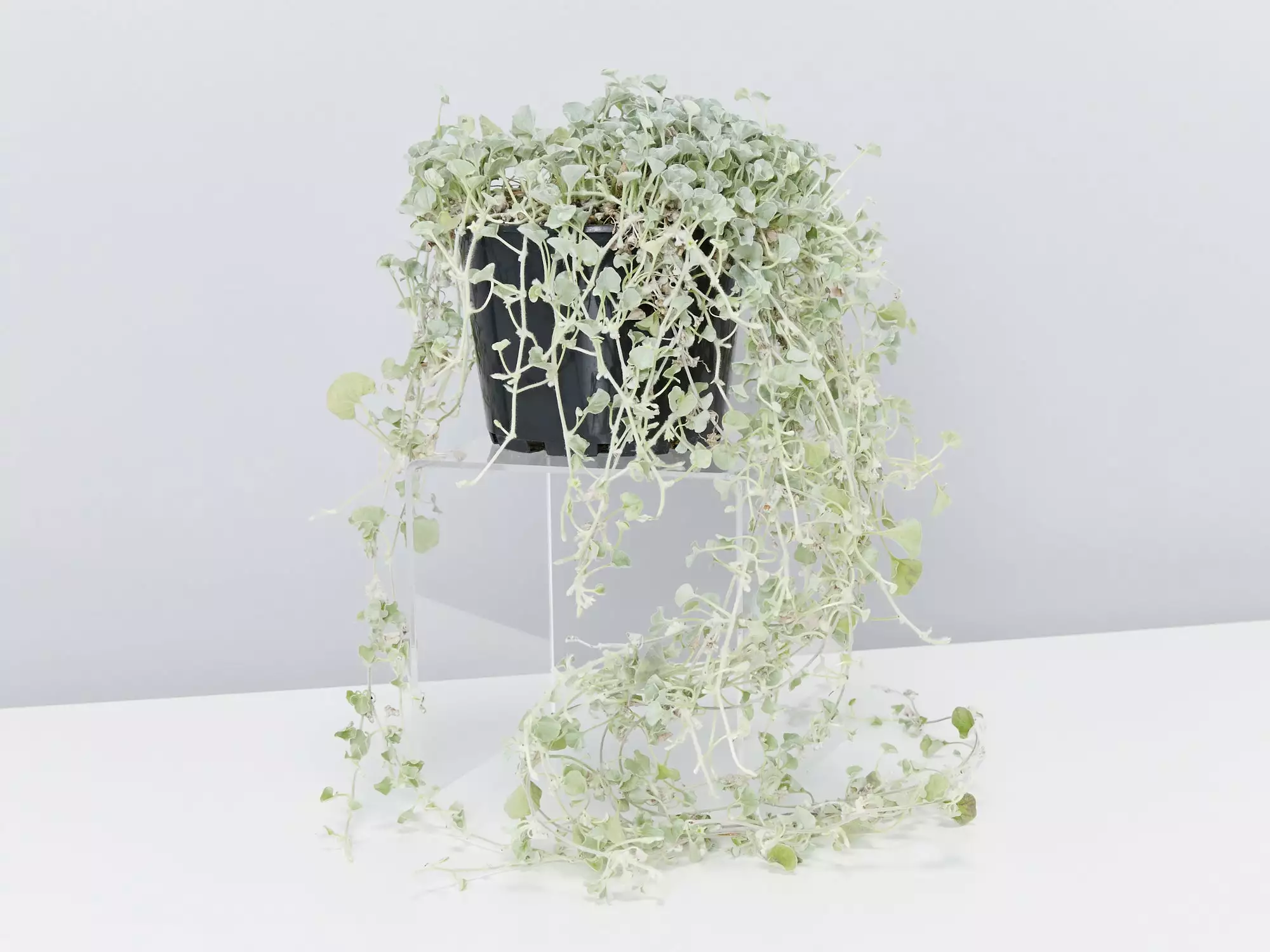 Dichondra Silver Falls 8 Dichondra Silver Falls - Image 6