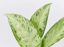 Dieffenbachia Memoria Corsii - 85mm -Plants in a Box Sales Shop DieffenbachiaMemoriaCorsii detail
