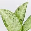 Dieffenbachia Memoria Corsii -Plants in a Box Sales Shop DieffenbachiaMemoriaCorsii detail fee8c580 baf8 4338 82a4 f07857ccbdea