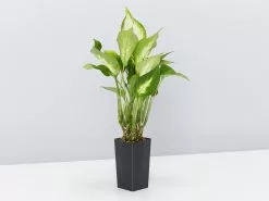 Dieffenbachia Seguine Tropic Marianne -Plants in a Box Sales Shop DieffenbachiaTropicMarianne single 79d032e8 3b73 459b 8caf ab4d4844bfe2