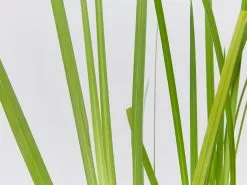 Dietes Bicolor -Plants in a Box Sales Shop DietesBicolor detail 34aefe7f 18d7 4aa2 8fc1 da2836a2b8cb