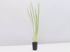 Dietes Bicolor -Plants in a Box Sales Shop DietesBicolor single b6168dd2 60a8 4aad 9c44 d150b39a7c1a