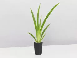 She's All That - The Flowering Plant Pack 16 She's All That - The Flowering Plant Pack -Plants in a Box Sales Shop DietesGrandiflora single 1080x b20d7696 ea2b 462b ac02 a804c583d139