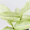 Dieffenbachia Seguine Milky Way -Plants in a Box Sales Shop DiffenbachiaMilkyWay detail 267c079c 2687 4cad 940f 070ed4388aed